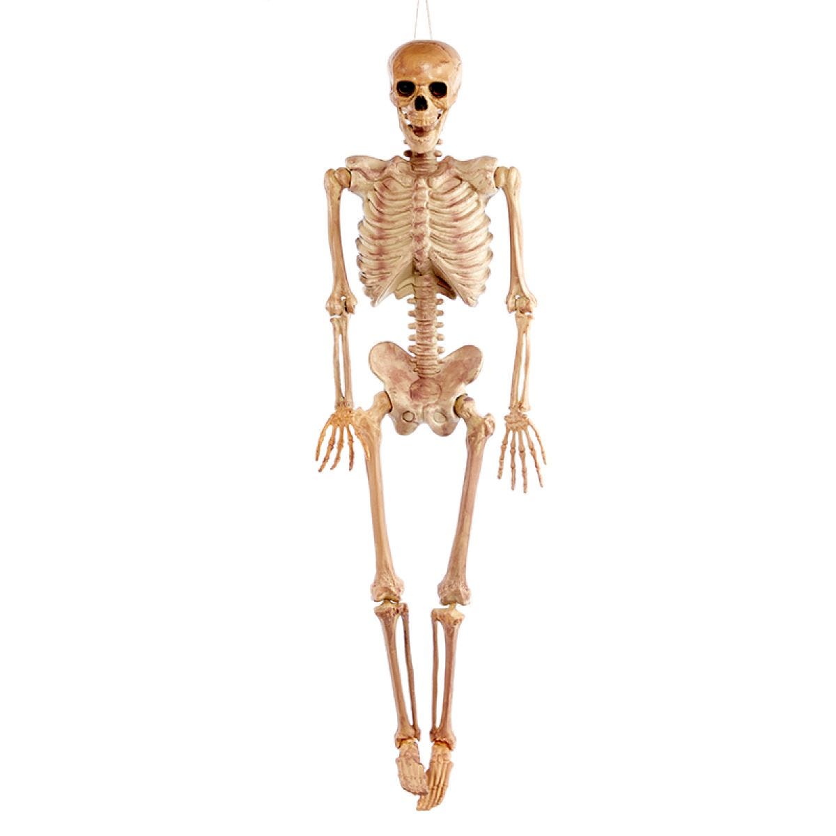 Realistic Skeleton - 1.5m Halloween Prop