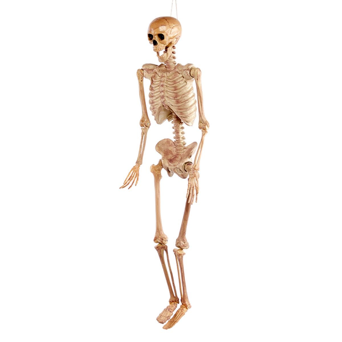 Realistic Skeleton - 1.5m Halloween Prop