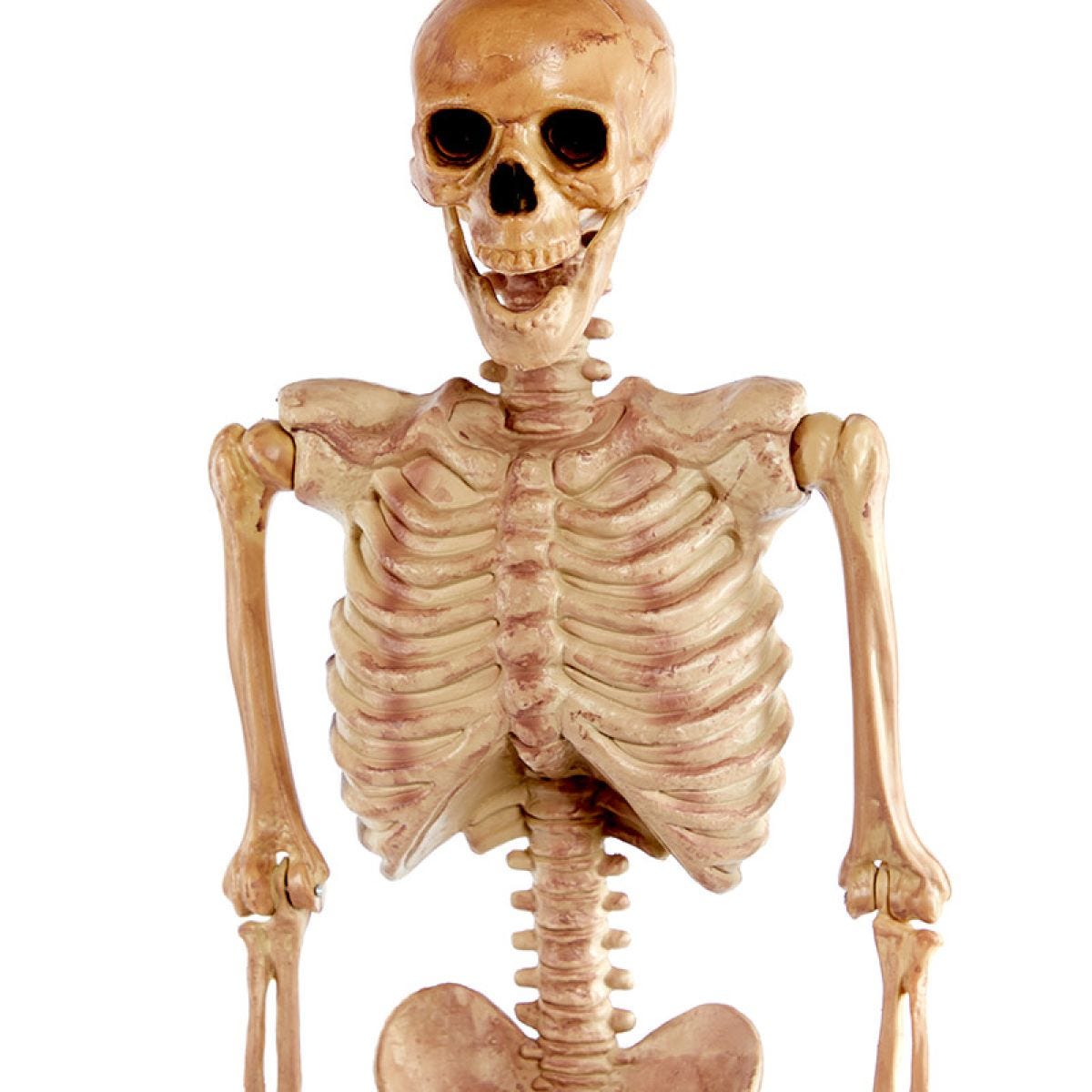 Realistic Skeleton - 1.5m Halloween Prop