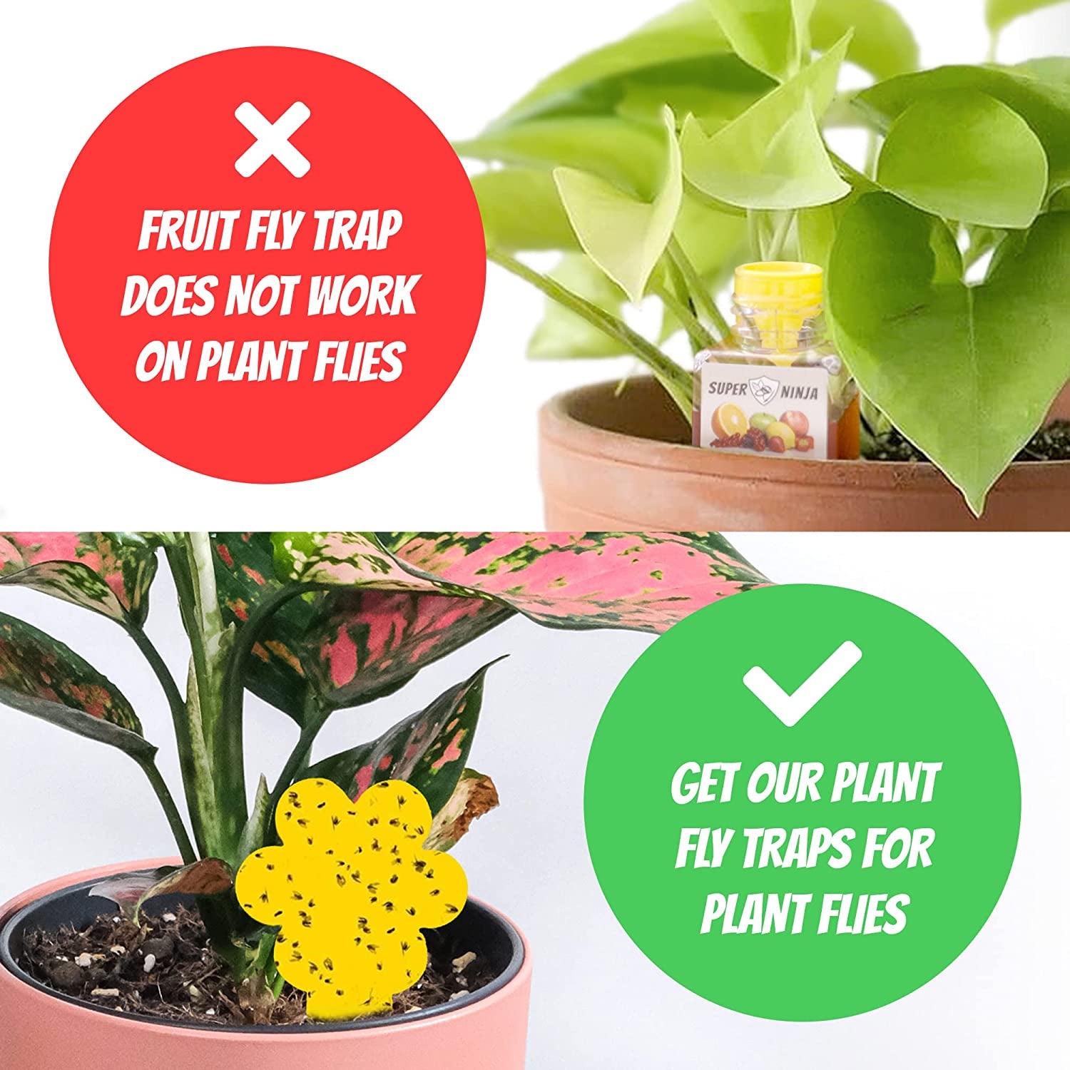 Fruit Fly Trap - 2 Pack - Highly Effective Ecological Fruit Fly Traps Indoor - Environmentally Responsible Fruit Fly Killer - User Friendly - up to 3 Weeks per Bottle