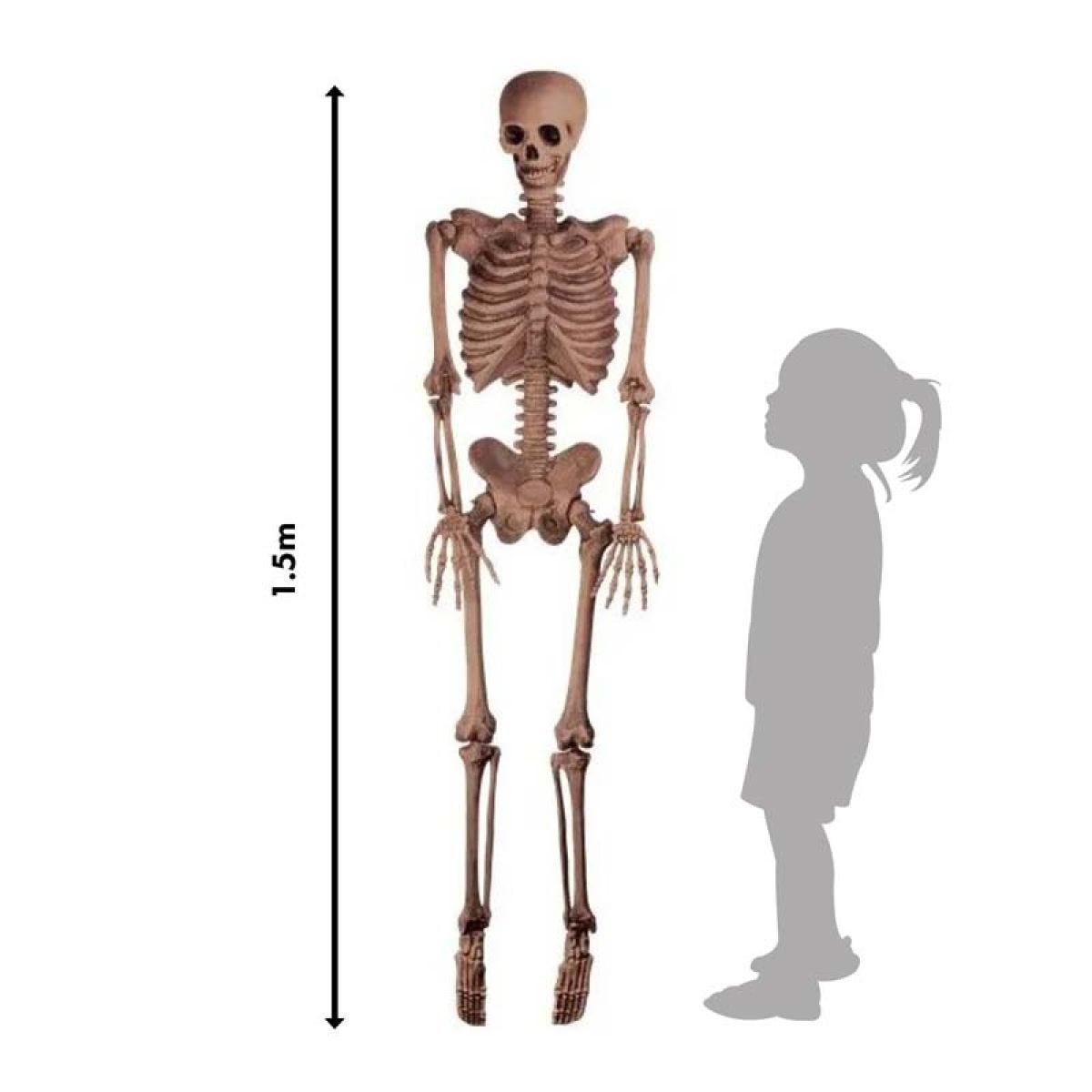 Realistic Skeleton - 1.5m Halloween Prop